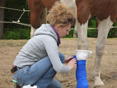 Tierärztlicher Notfall beim Pferd